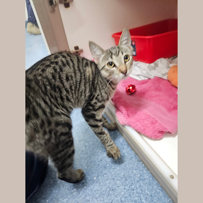 Photo of Clover 