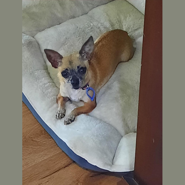 Photo of Pixie   3 Year Old Chihuahua