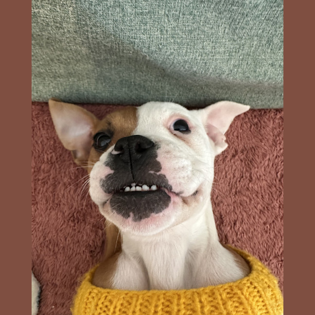 Photo of Mango   12 Week Old American Bulldog X