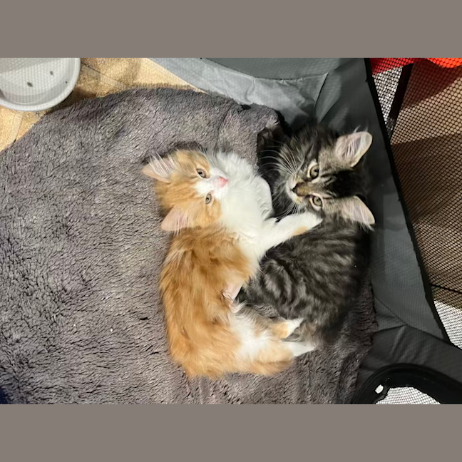 Photo of Aspi And Sharpay