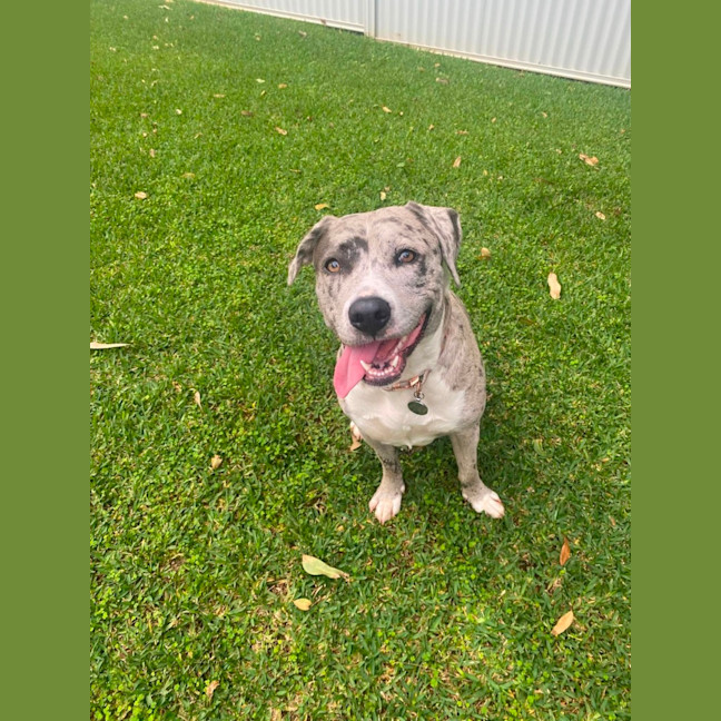 Photo of Winnie *$350 Adoption Fee*