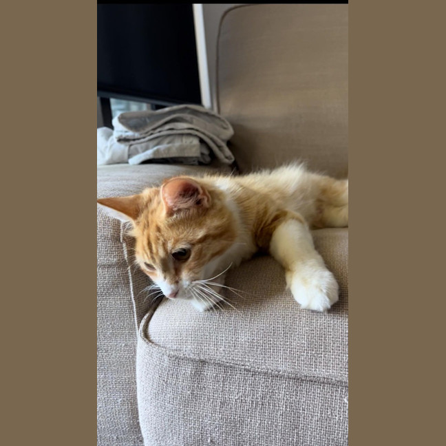 Photo of Mochi