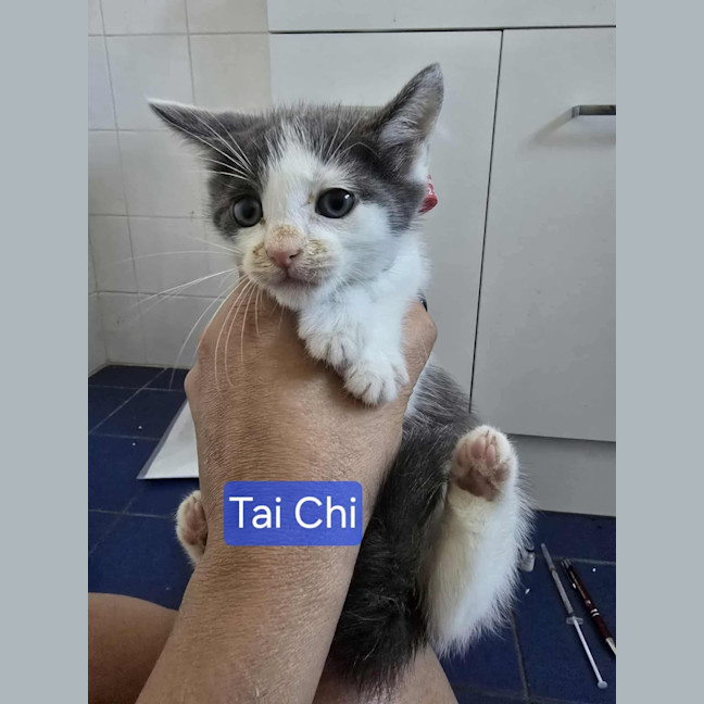 Photo of Tai Chi