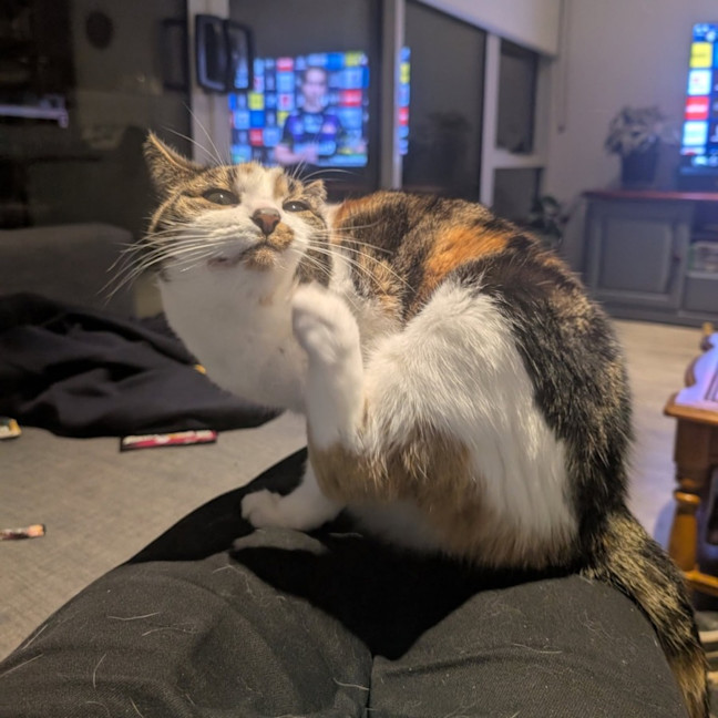 Photo of Pudding   Located In Preston