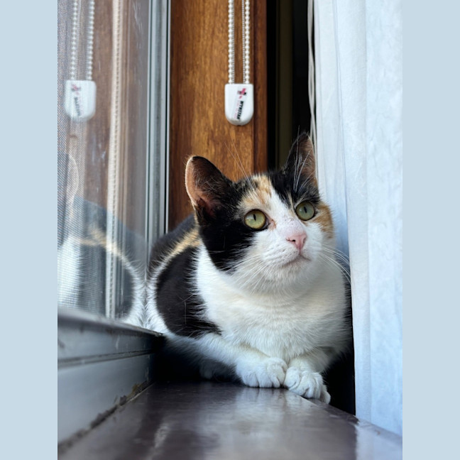 Photo of Uno
