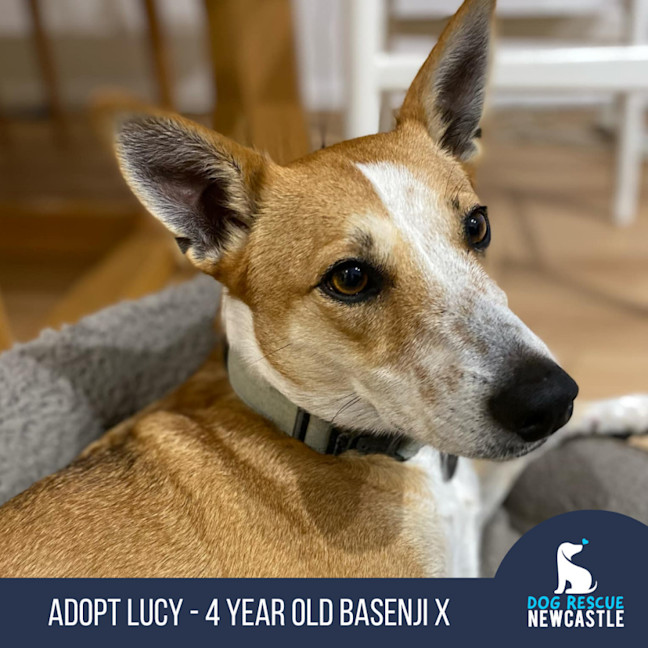 Photo of Lucy   4 Year Old Basenji X