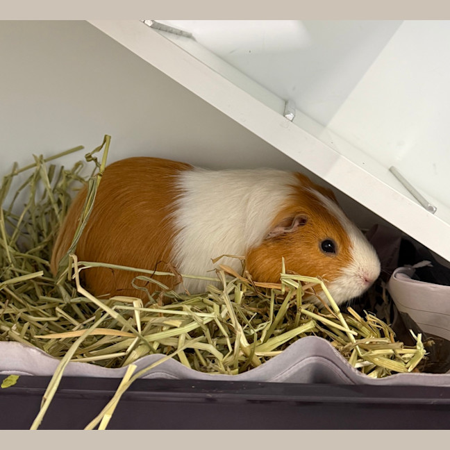 Photo of Walter (Bonded With Fabio And Lionel)