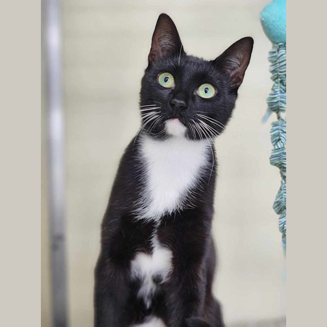 Photo of 🥚 Benedict 5765 🥚