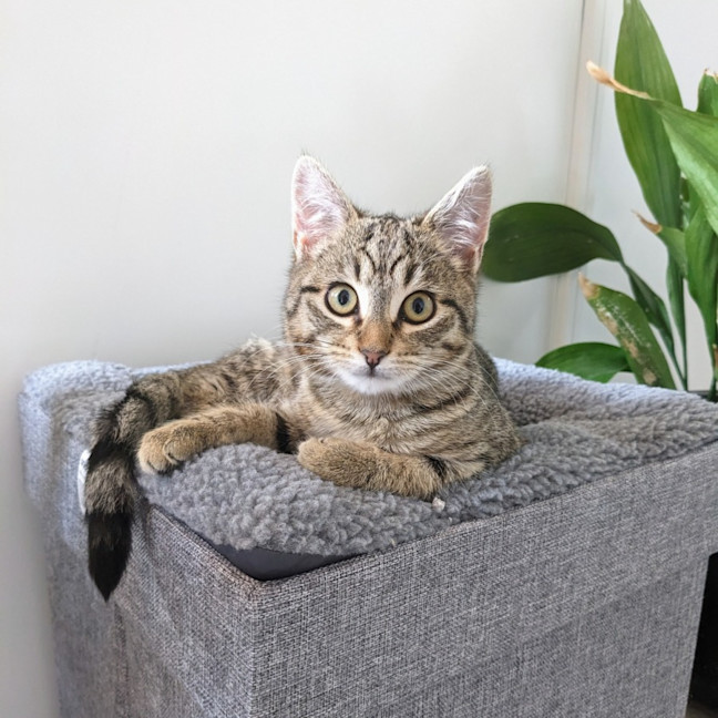 Photo of Meringue   Located In Preston 