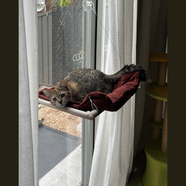 Photo of Minnie   10 Month Old Domestic Short Hair