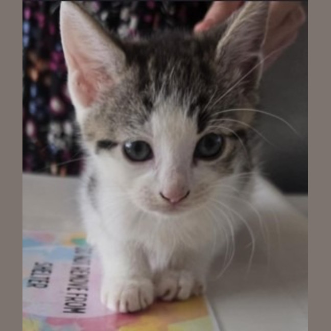 Photo of Dee Dee (D.D)