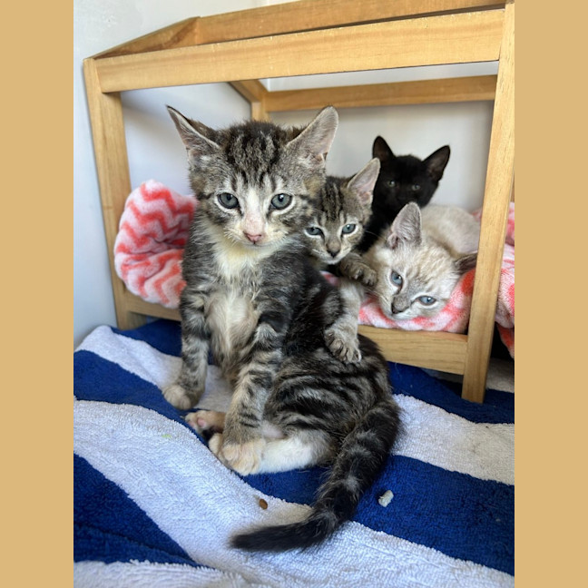 Photo of Pounce