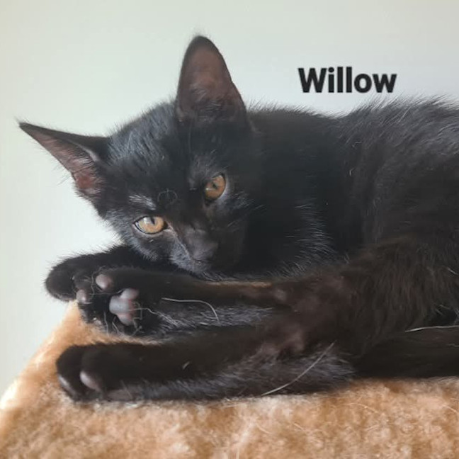 Photo of Willow