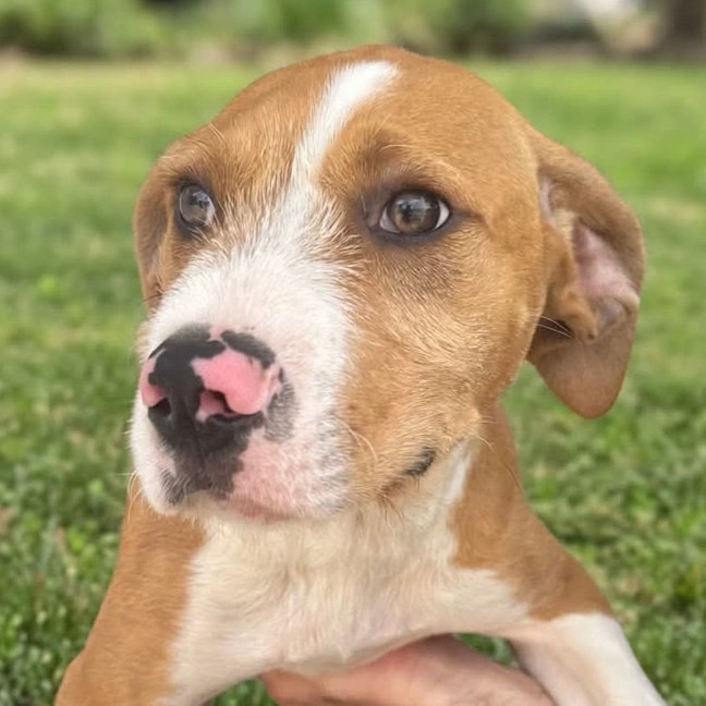 Photo of Sparky