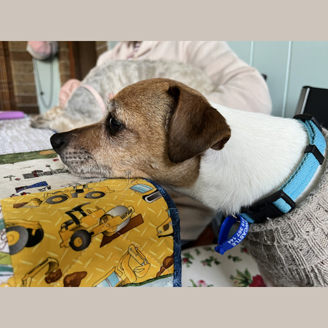 Photo of Jesse 💝5yo Jack Russell Terrier(on Trial 26/8/24)