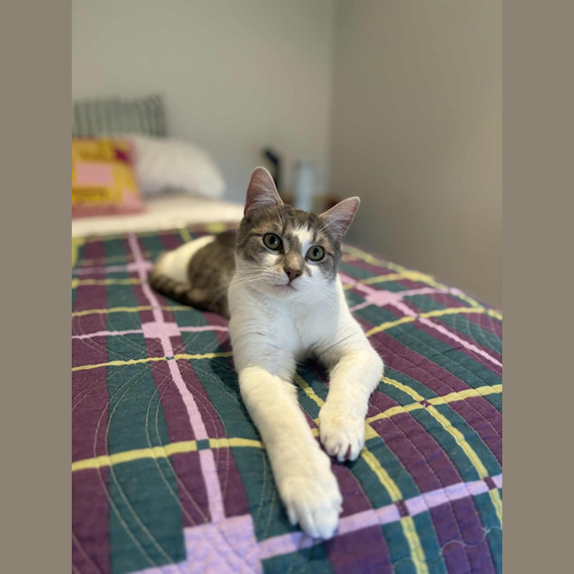 Photo of Cloud & Pebble