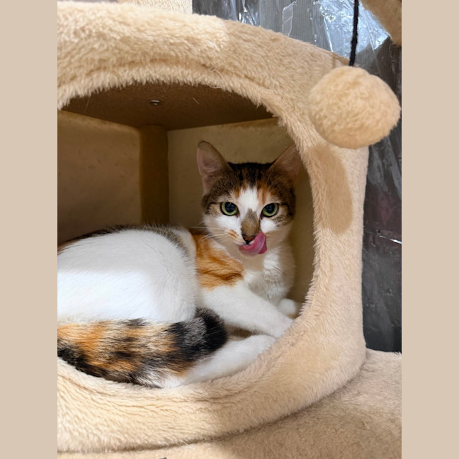 Photo of Blossom