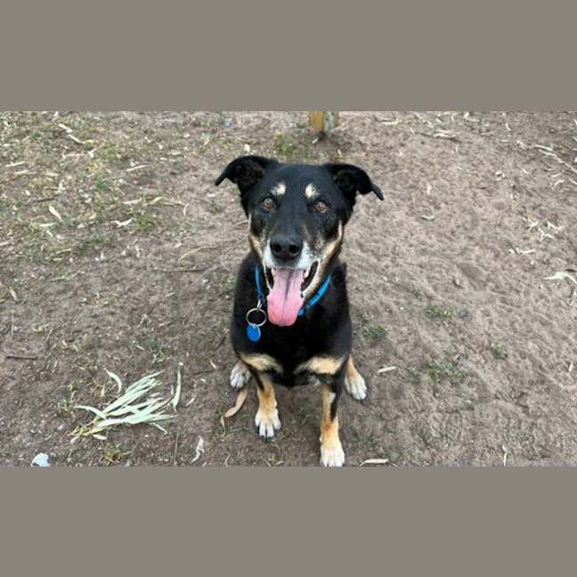 Photo of Jasper 