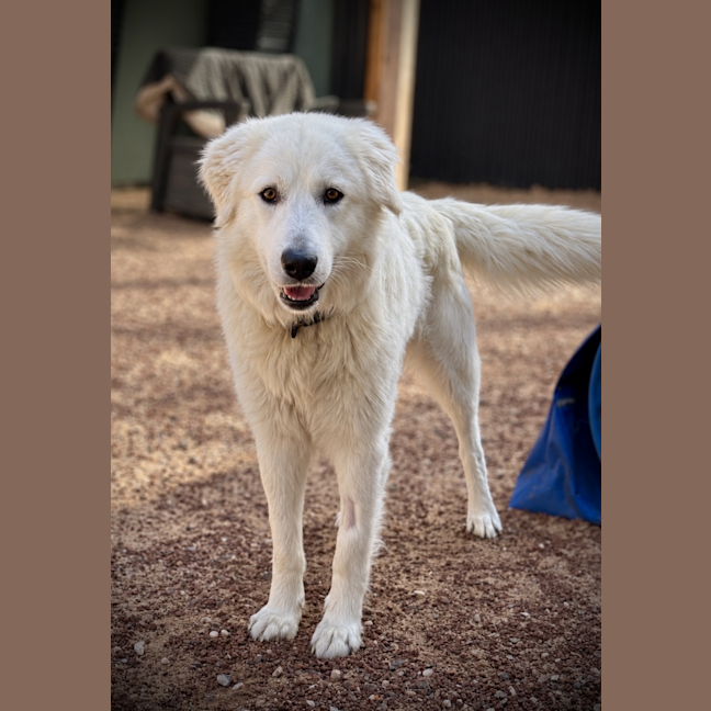 Photo of Kovu
