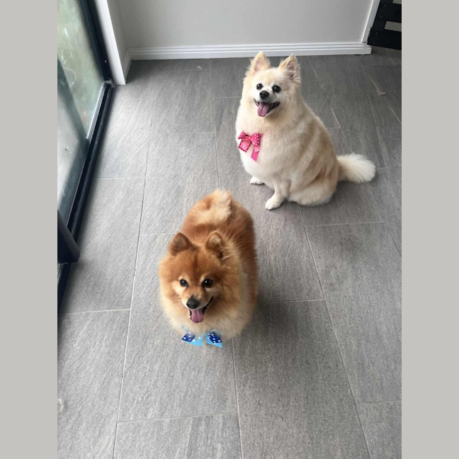 Photo of Lucky & Daisy   12 Year Old Pomeranians