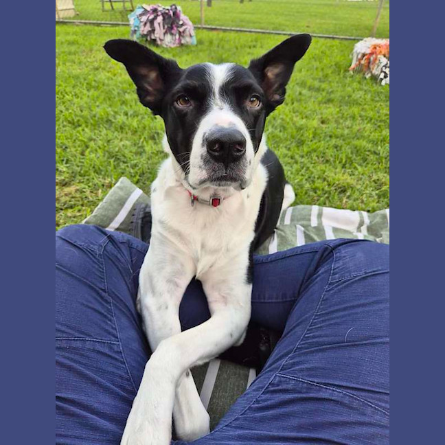Photo of Dozer