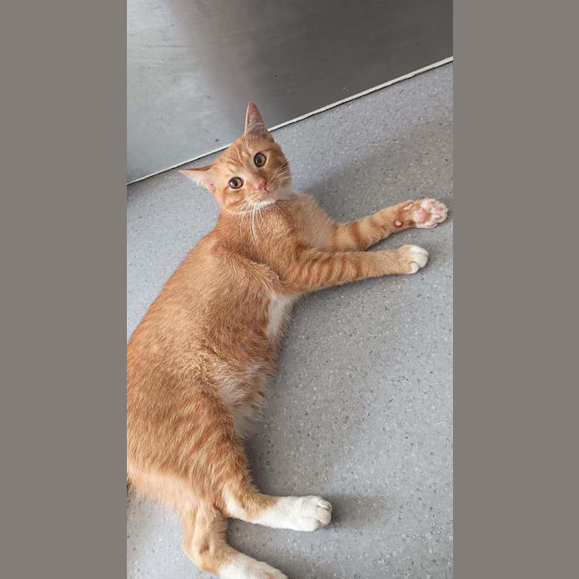 Photo of Garfield