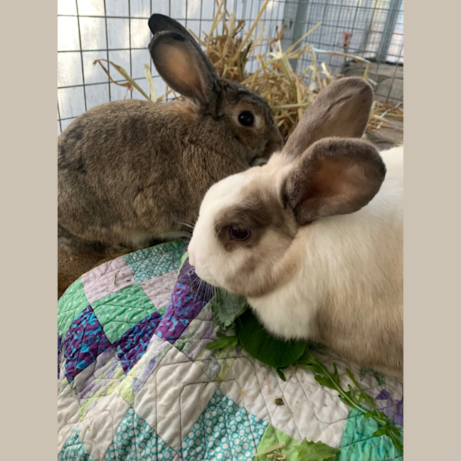 Photo of Thumper