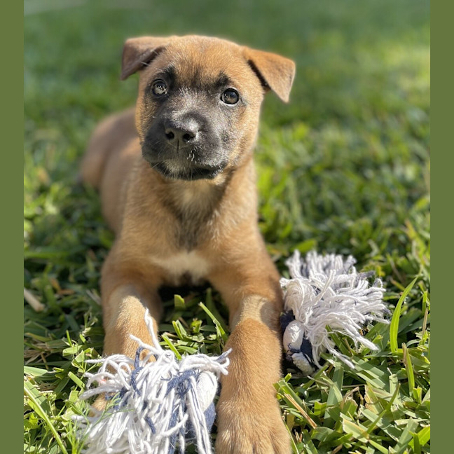Photo of Luna