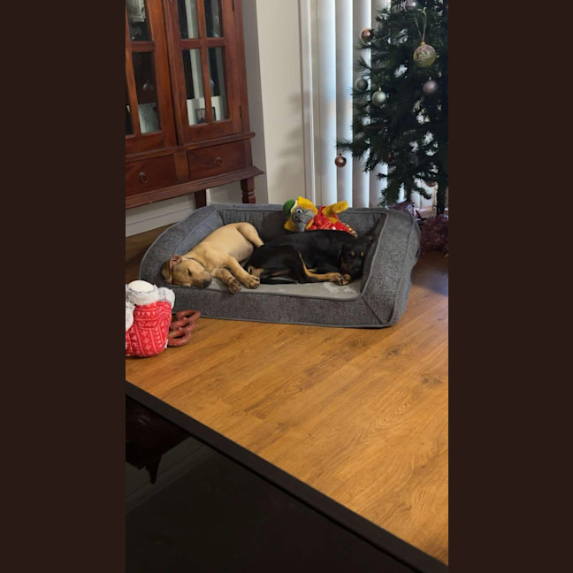 Photo of Maple
