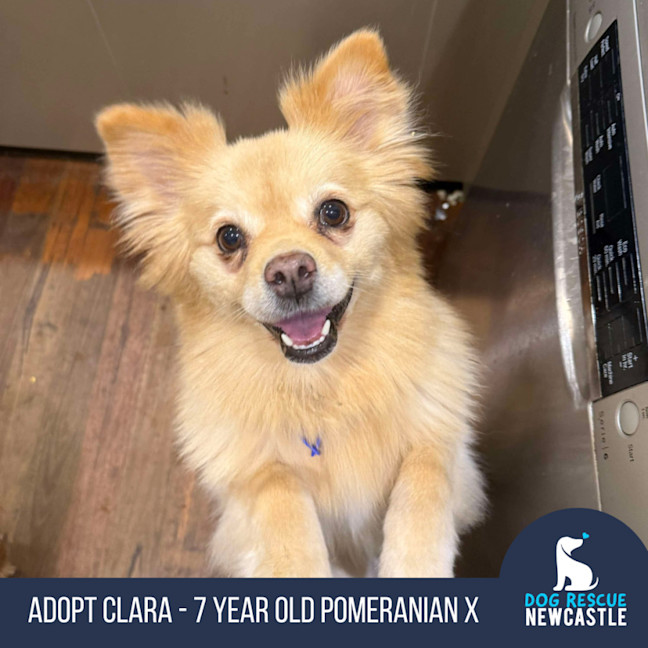 Photo of Clara   7 Year Old Pomeranian X