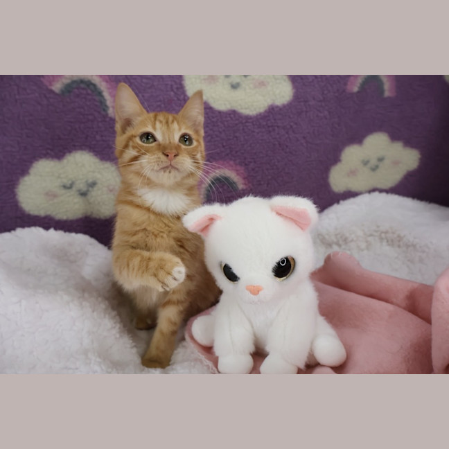 Photo of Gazpacho