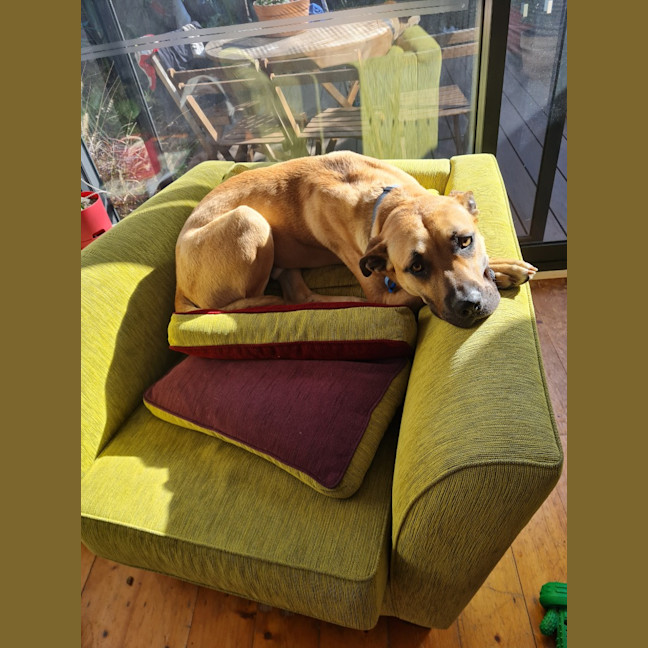 Photo of Maverick