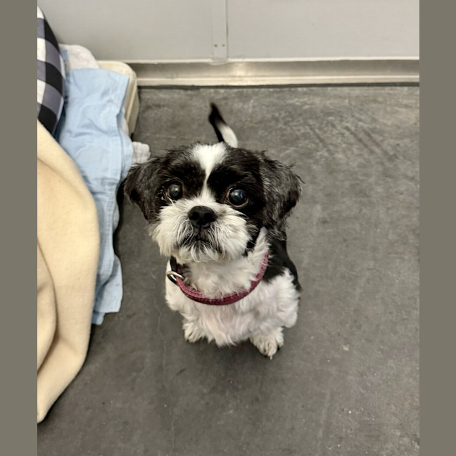 Photo of Bonnie (Bonded To Biggie)