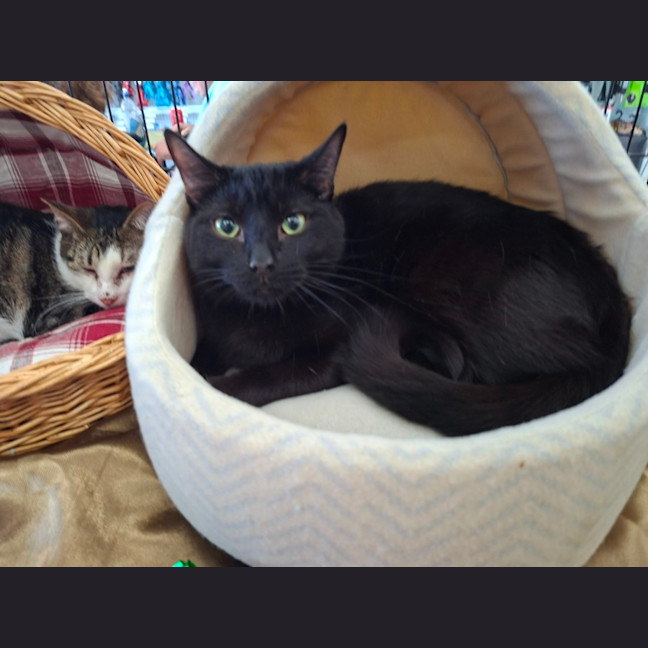 Photo of Salem