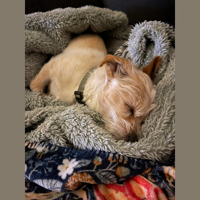 Photo of Odie