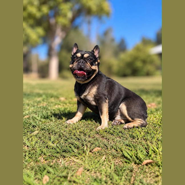 Photo of Lola