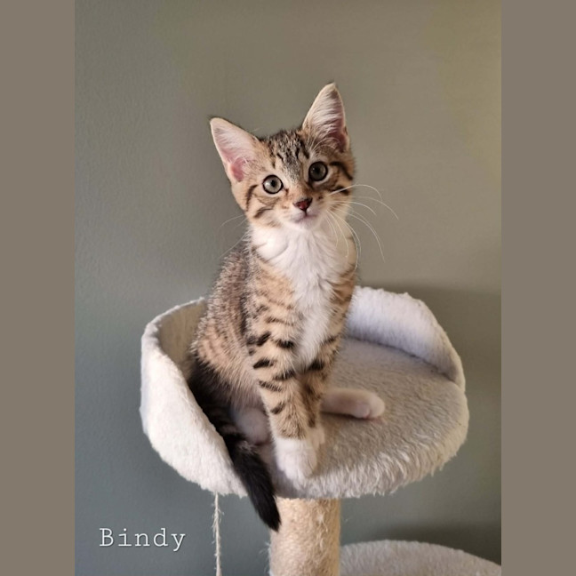 Photo of Bindi