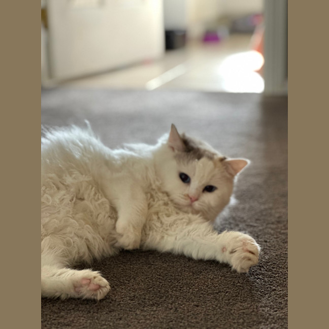 Photo of Coconut 