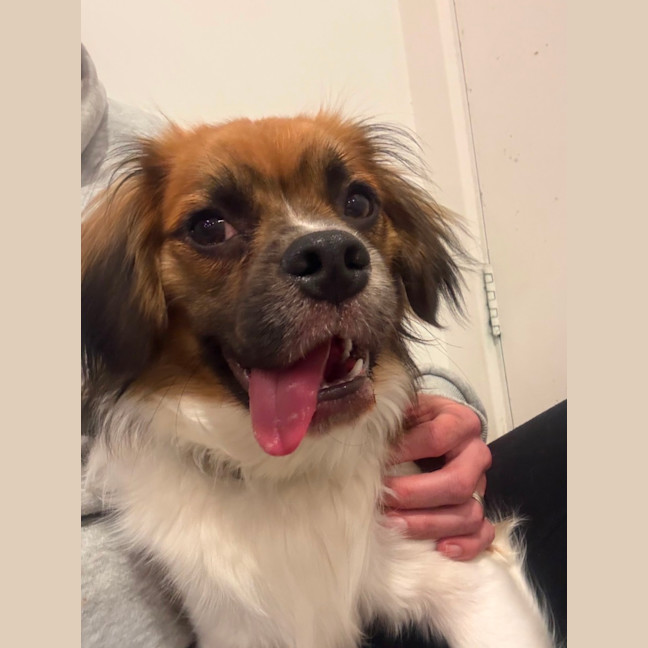 Photo of Chip