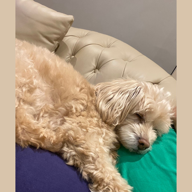 Photo of Dolce