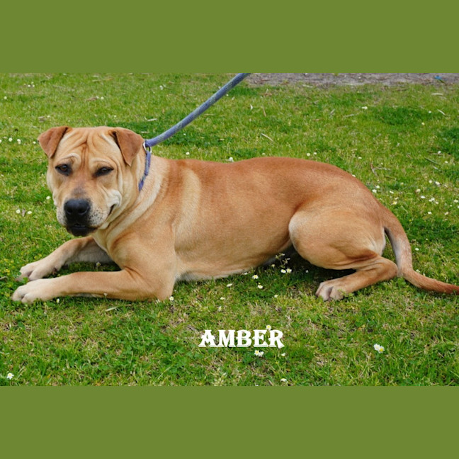 Photo of Amber