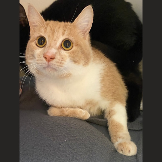 Photo of Ronald