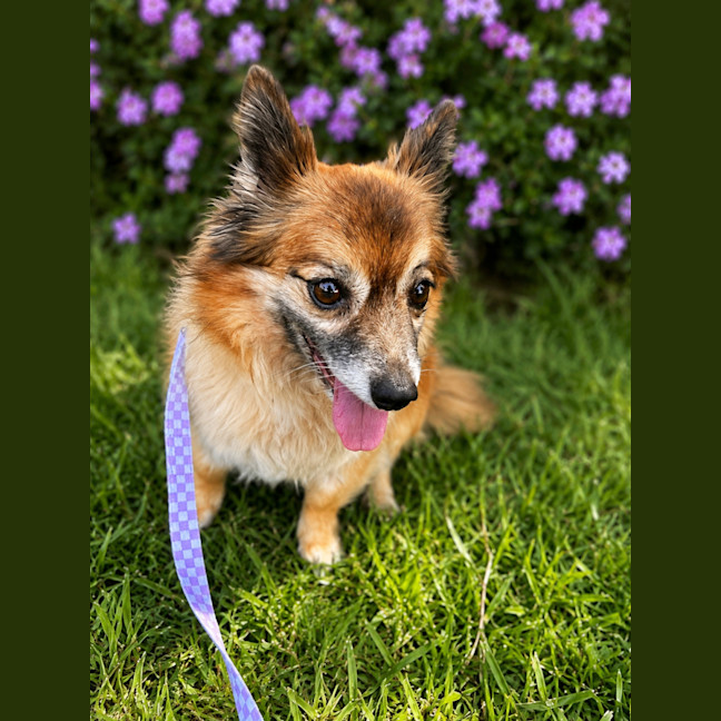 Photo of Polly