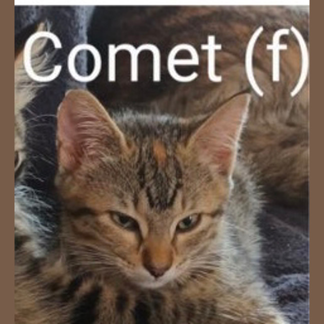 Photo of Comet