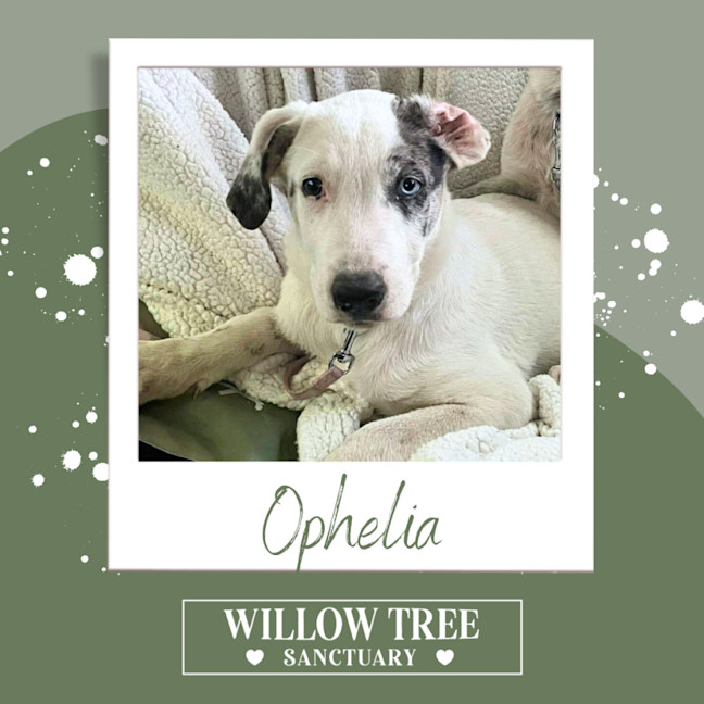 Photo of Ophelia