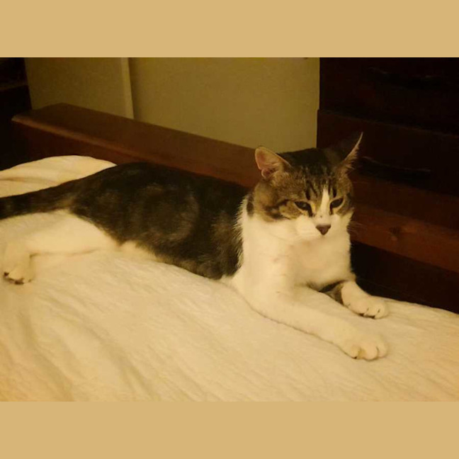 Photo of Chester