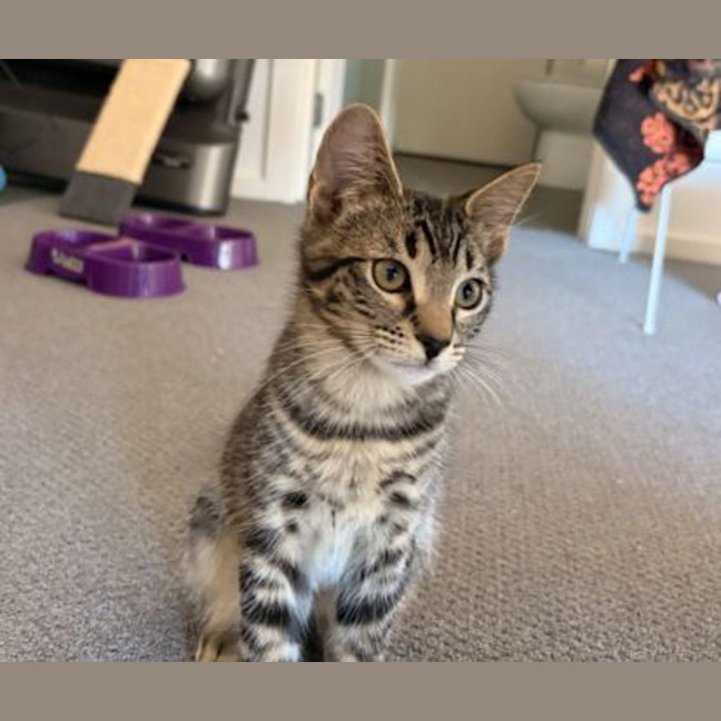Photo of Scooter