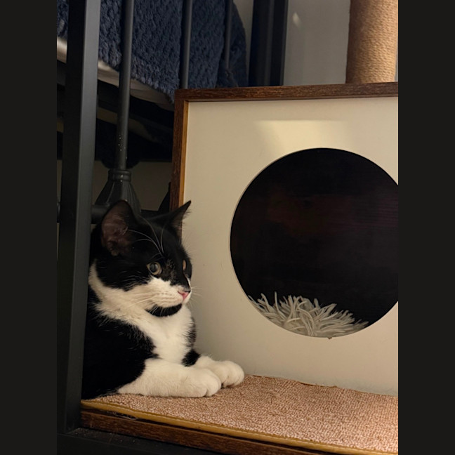 Photo of Ozzie 