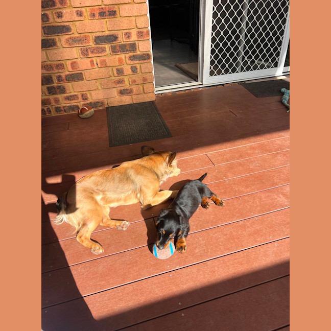 Photo of Arlo   12 Week Old Miniature Dachshund