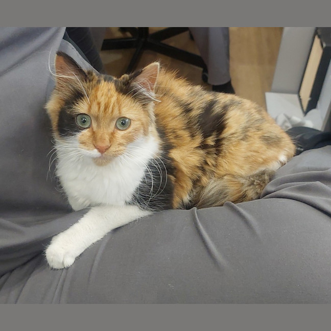 Photo of Aurora